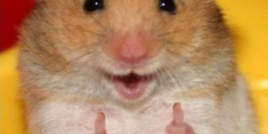 Imagem do grupo de WhatsApp Bolinho de feijão