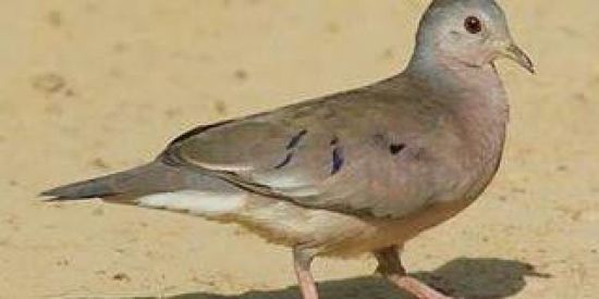 Imagem do grupo de WhatsApp Memeiros