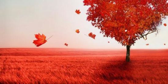 Imagem do grupo de WhatsApp ♡love♡