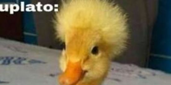 Imagem do grupo de WhatsApp Figurinhas +