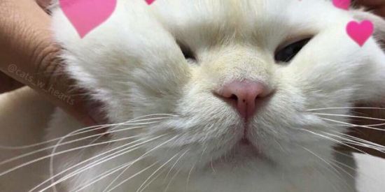 Imagem do grupo de WhatsApp Amigos