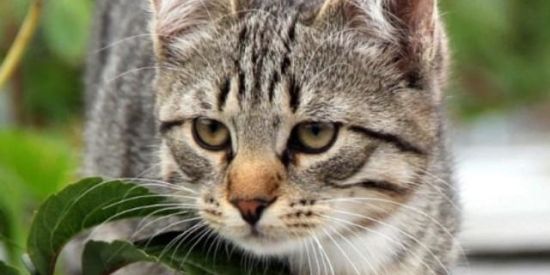 Imagem do grupo de WhatsApp ♻️AMIGOS DO RUBENS 2♻️