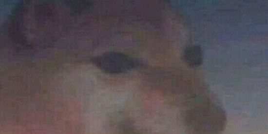 Imagem do grupo de WhatsApp 👌🏽🎶🤣FEIRA DA FIGURINHA 2020👽😼👊🏽