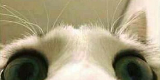 Imagem do grupo de WhatsApp GRUPO DA AMIZADE 2.0