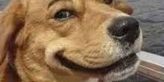 Imagem do grupo de WhatsApp Memes e vídeos engraçados