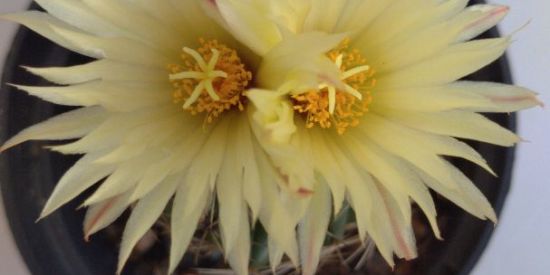 Imagem do grupo de WhatsApp Trocas de Plantas 🌱🌸