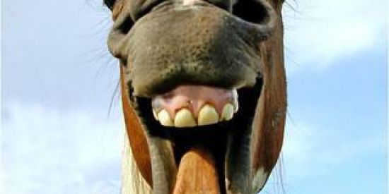 Imagem do grupo de WhatsApp HUMOR & RISOS