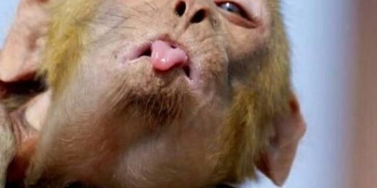 Imagem do grupo de WhatsApp Comédia e cassetadas