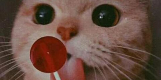 Imagem do grupo de WhatsApp TROPA SEM LIMITE ✨