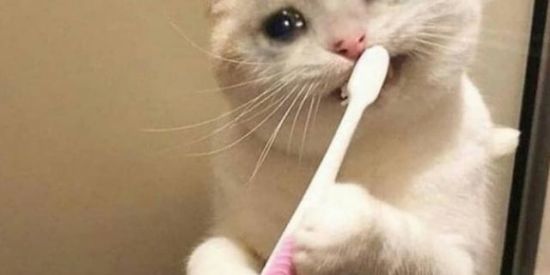 Imagem do grupo de WhatsApp 🦄Feira da figurinha✨👾