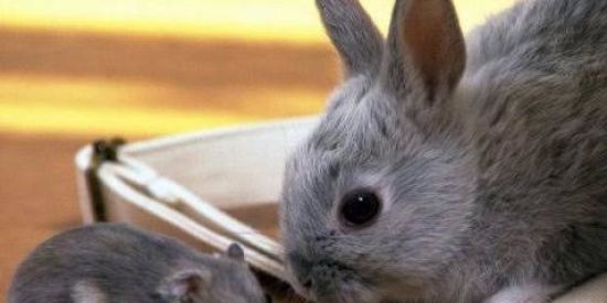 Imagem do grupo de WhatsApp Roedores e Logomorfos BR