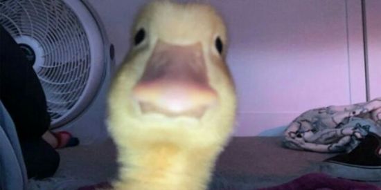 Imagem do grupo de WhatsApp Gp aleatório👌