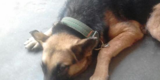 Imagem do grupo de WhatsApp Criadores de pets 🐾