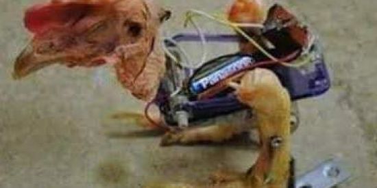 Imagem do grupo de WhatsApp SLA ALEK