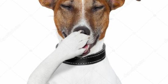 Imagem do grupo de WhatsApp Zoeira 1😁😈😡