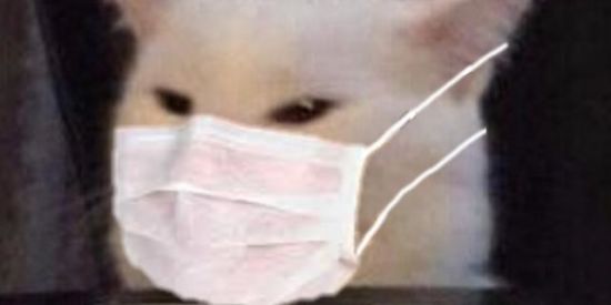 Imagem do grupo de WhatsApp Trouxas na net