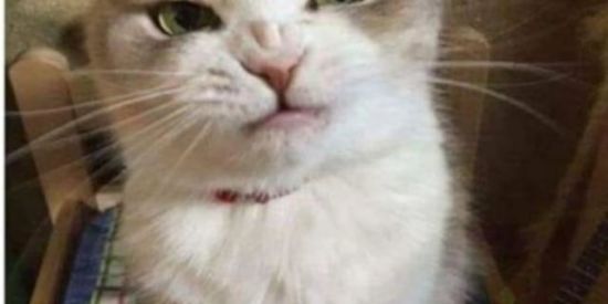 Imagem do grupo de WhatsApp 🐊 NocturnY FigurInhA🐊