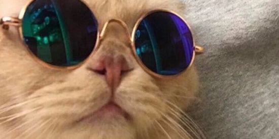 Imagem do grupo de WhatsApp Tudo bovino