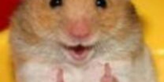 Imagem do grupo de WhatsApp funny memes🐦✅