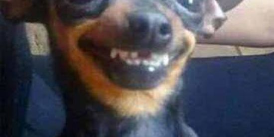 Imagem do grupo de WhatsApp memes sem lei🤣