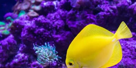 Imagem do grupo de WhatsApp 🐟🐡🐠Mundo do aquarismo🐟🐡🐠