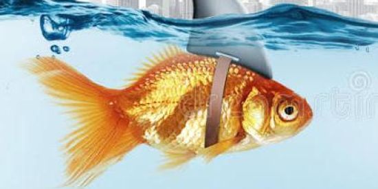 Imagem do grupo de WhatsApp Tubarões do Ifood