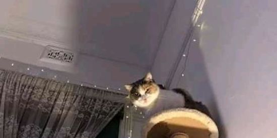 Imagem do grupo de WhatsApp FIGURINHAS E ZUERA ON