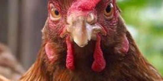 Imagem do grupo de WhatsApp Poc poc ▶️▶️