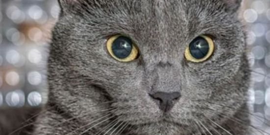 Imagem do grupo de WhatsApp Zueira total🤣🤣🤣