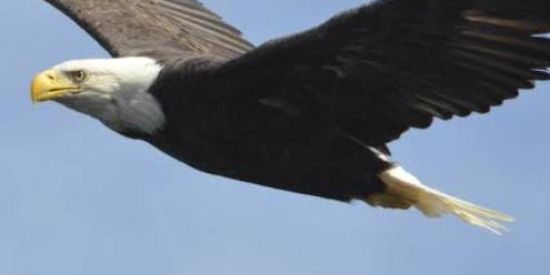 Imagem do grupo de WhatsApp 🦅Gavioes🦅