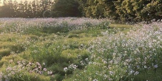 Imagem do grupo de WhatsApp 𓏲⩩⃪Descendentes𓂃ུ ᴏғғ