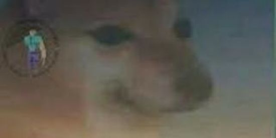 Imagem do grupo de WhatsApp Shisporter