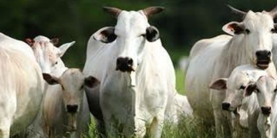 Imagem do grupo de WhatsApp União dos gados