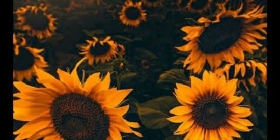 Imagem do grupo de WhatsApp 🌻RECRUTAMENTO LUANA🌻