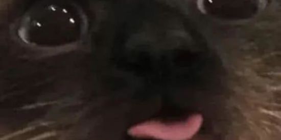 Imagem do grupo de WhatsApp ✨🍂AnImEs I LiFe🖤🍃