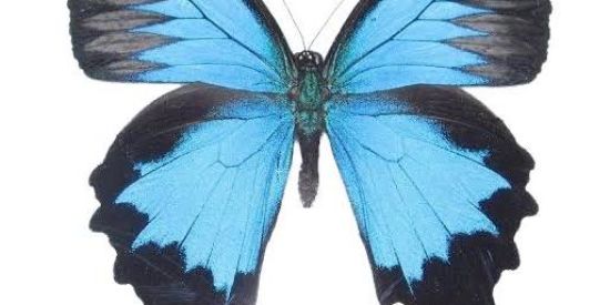 Imagem do grupo de WhatsApp 👸🏻ᴘʀᴏᴊᴇᴛᴏ ʙᴇʟᴀ ᴇ ᴀ ғᴇʀᴀ🤴🏻