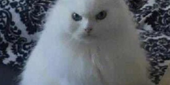 Imagem do grupo de WhatsApp FigUriNhaSz