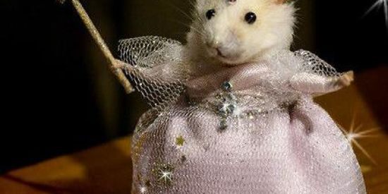 Imagem do grupo de WhatsApp FIGURINHAS 🤪