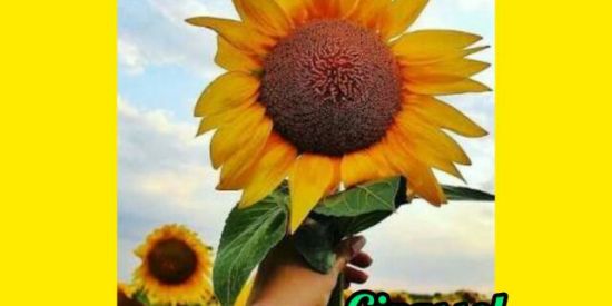 Imagem do grupo de WhatsApp ÞяøjєTø SÞяi∩🍃girasso🌻l🌻