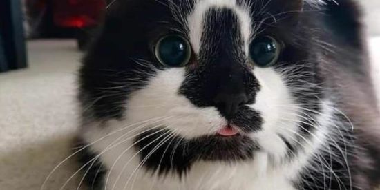 Imagem do grupo de WhatsApp Loucos por gatos 🐱❤