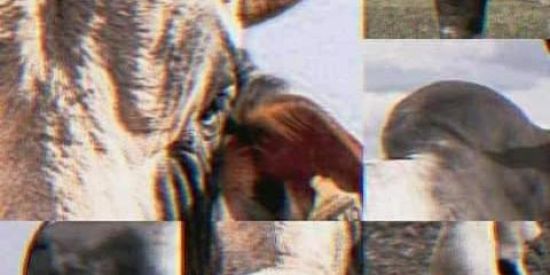 Imagem do grupo de WhatsApp ☞Figurinhas br..✪