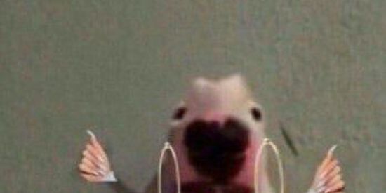 Imagem do grupo de WhatsApp 🤡₣ƗǤᑌᖇƗᘉᕼᗩᔕ🤡