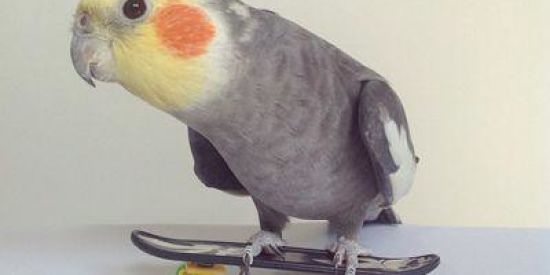 Imagem do grupo de WhatsApp um grupo qualquer