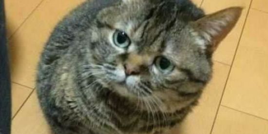 Imagem do grupo de WhatsApp Stickers🧁