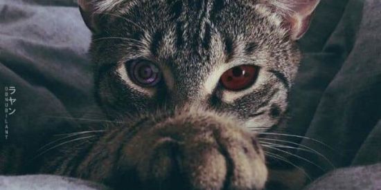 Imagem do grupo de WhatsApp ZUEILANDIA🙅‍♂️🤡