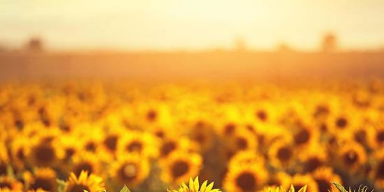 Imagem do grupo de WhatsApp INSTAGRAM PROJETO 🌻