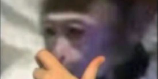 Imagem do grupo de WhatsApp ★彡[MEMES]彡★