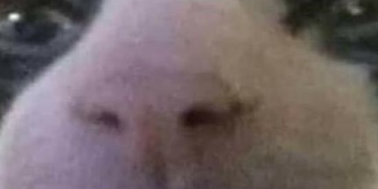 Imagem do grupo de WhatsApp Stickers🧁