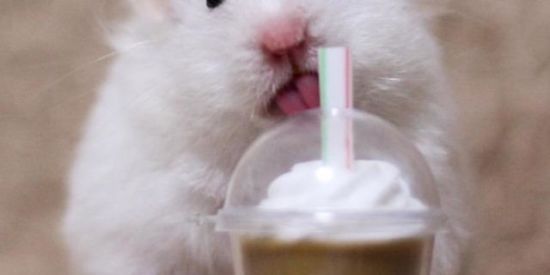 Imagem do grupo de WhatsApp Figuratinhas