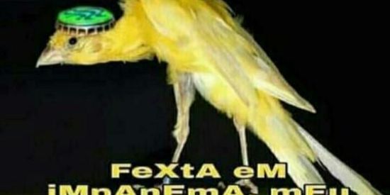 Imagem do grupo de WhatsApp Memes